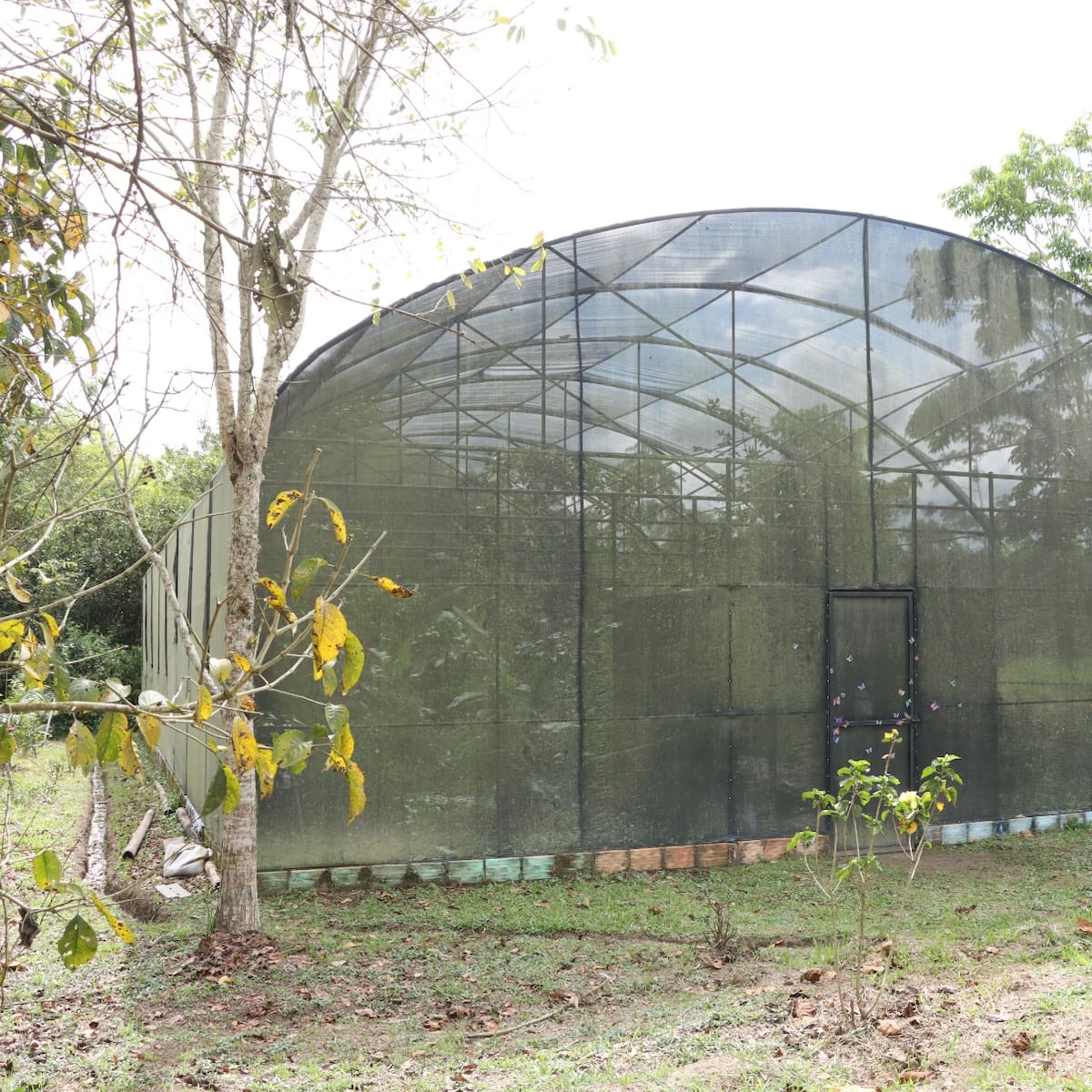Mariposario en Pitalito, Huila, busca aumentar la reproducción de especies nativas