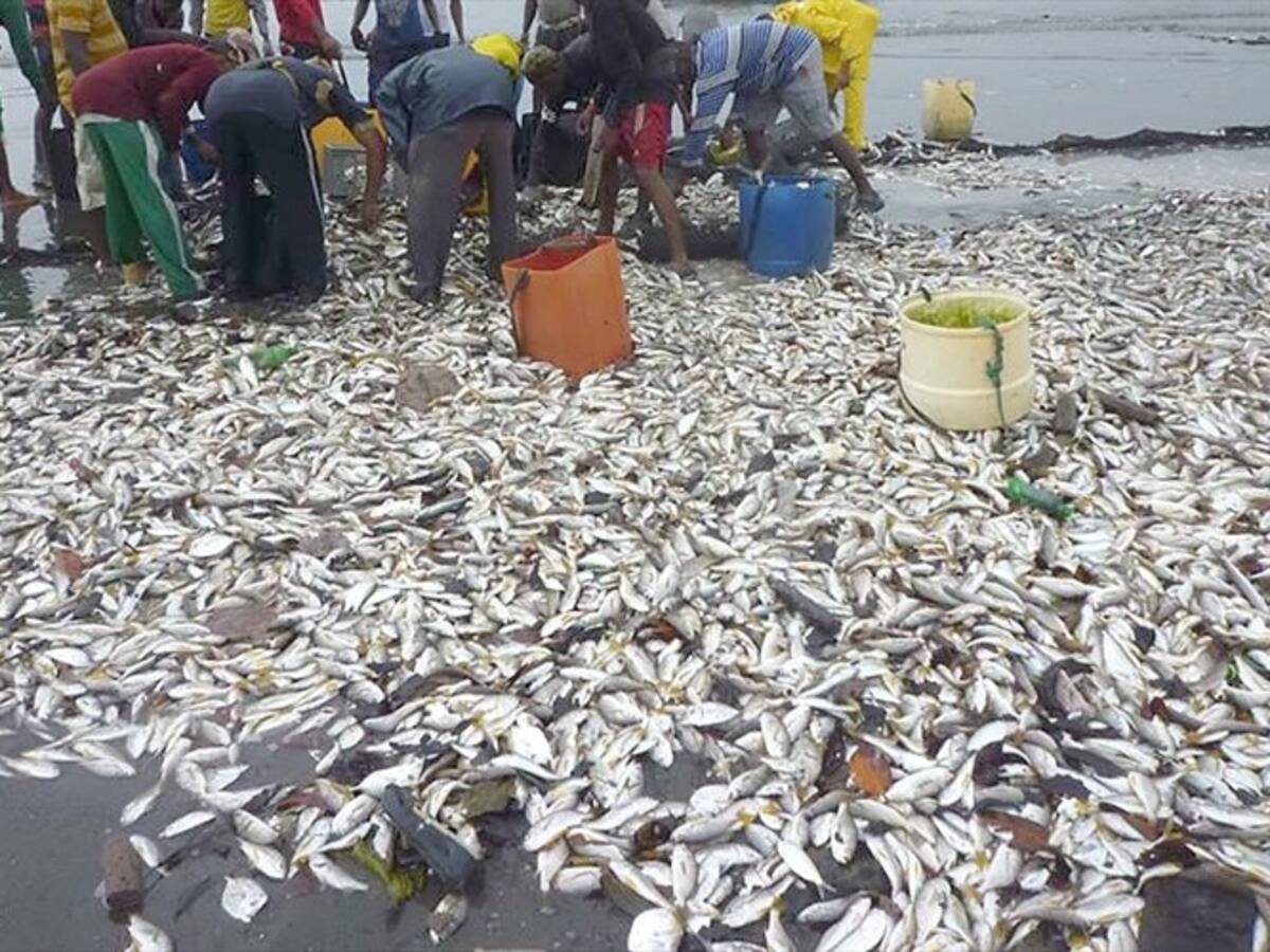 "Llegará en día en el que tendremos más plásticos que peces"