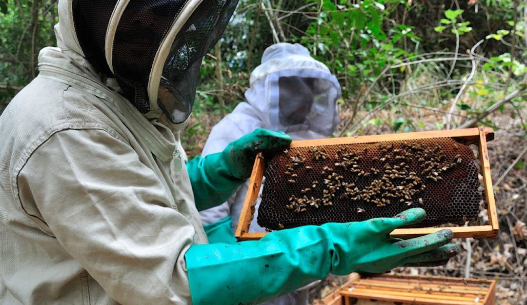 Neiva hoy celebra su primer mielatón.