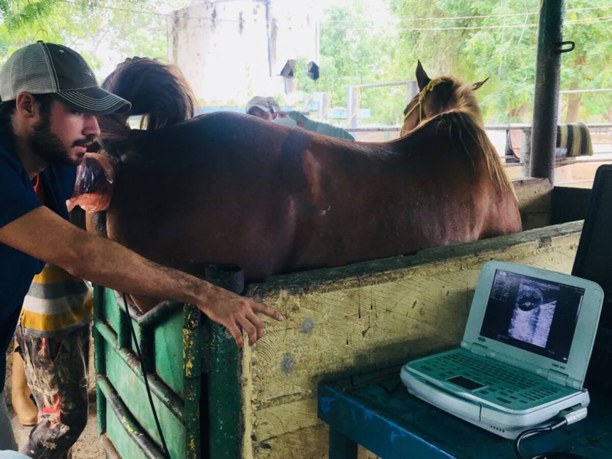 Consejos para la buena cría de caballos, amigos nobles de los seres humanos