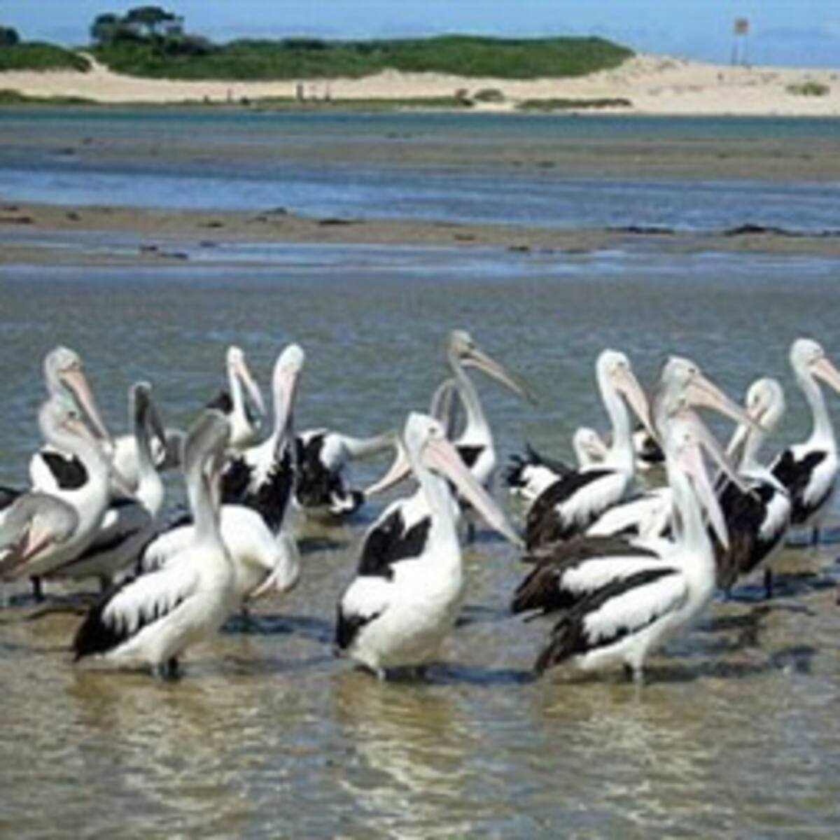 Varias hipótesis se tejen alrededor de la muerte de más de mil pelicanos en Perú