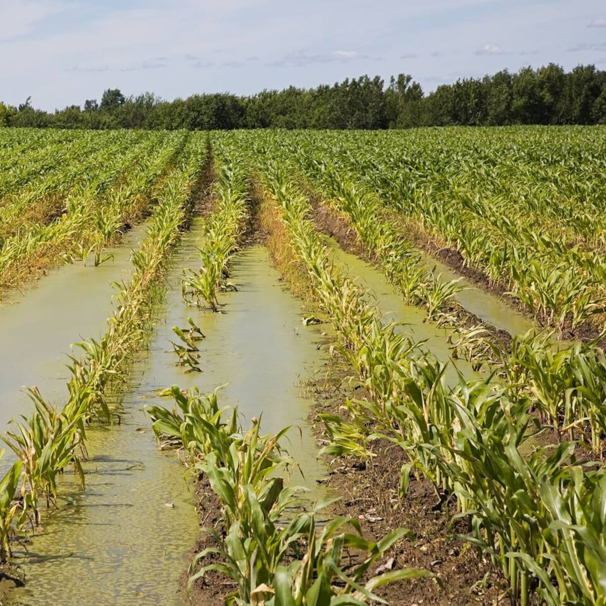 “Invierno golpeará fuertemente el agro huilense”: Lorena Sánchez