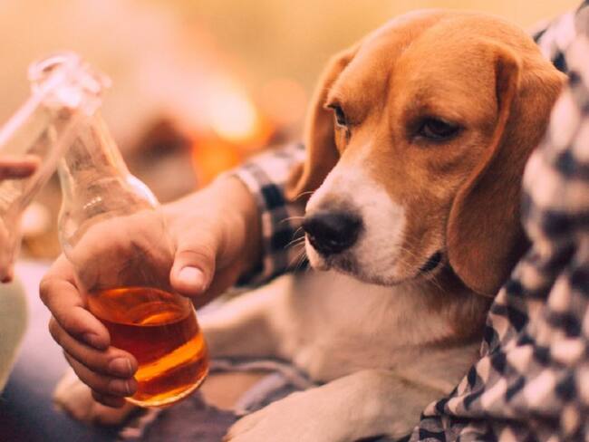 Empresa de EE.UU. ofrece cerveza gratis por un mes a quien adopte un perro