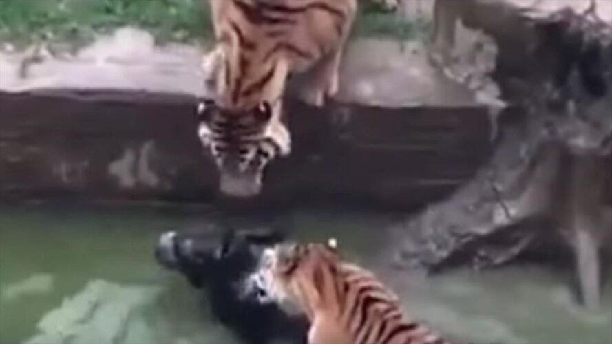 Zoológico China. Foto: