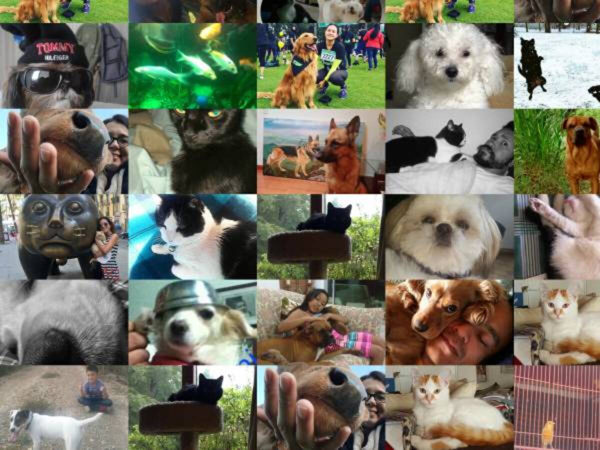 ¡Celebramos el Día de los animales con nuestros oyentes!