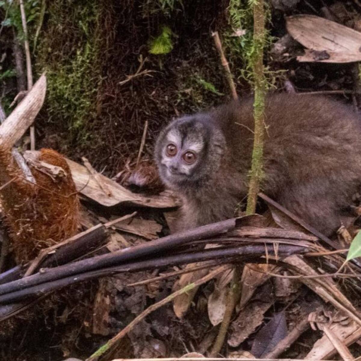 Monos nocturnos vuelven a su hábitat