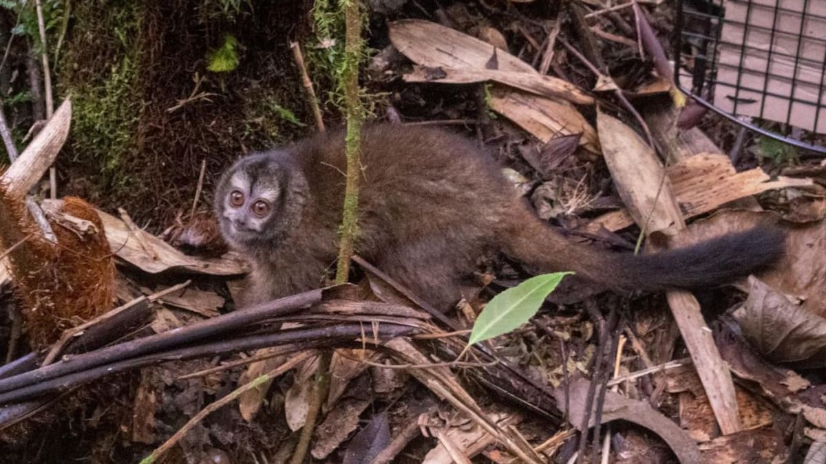 Monos nocturnos vuelven a su hábitat
