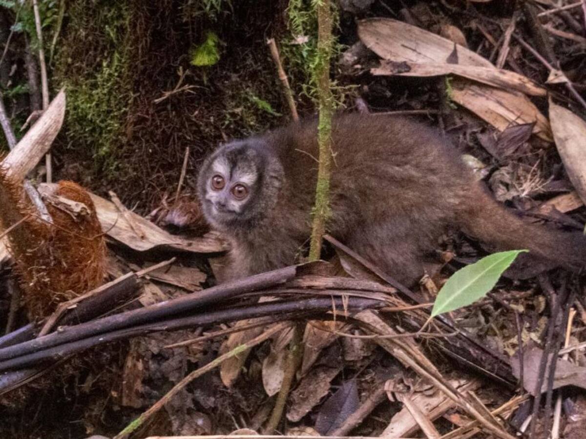 Monos nocturnos vuelven a su hábitat