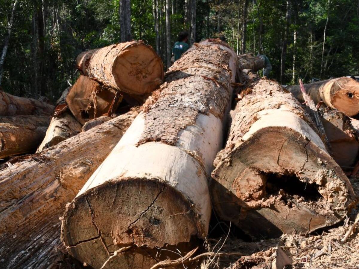 Deforestación en Amazonía registró segundo peor mes desde mayo de 2016