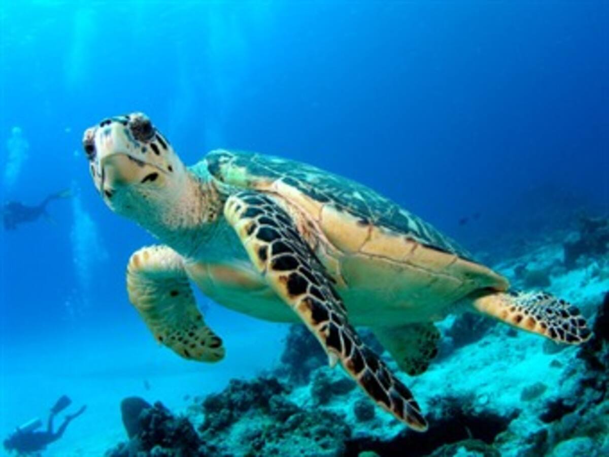 La tortuga boba logra reproducirse en cautividad