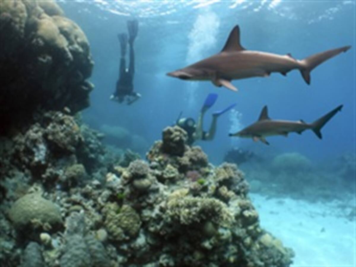Ecologistas y Japón se disputan proteger a los tiburones en Palau