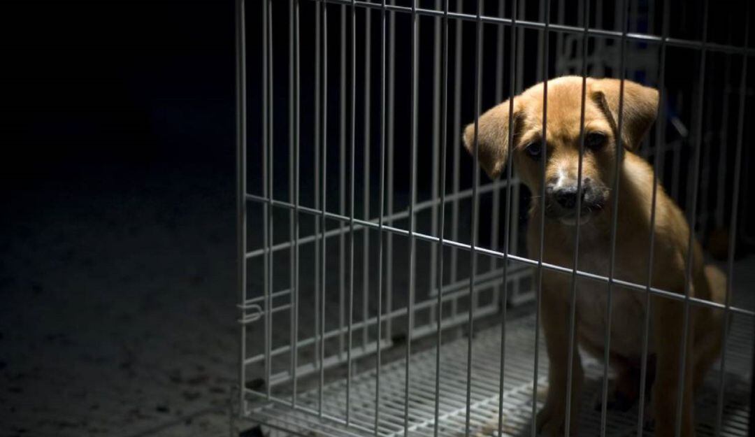 Imagen de referencia 