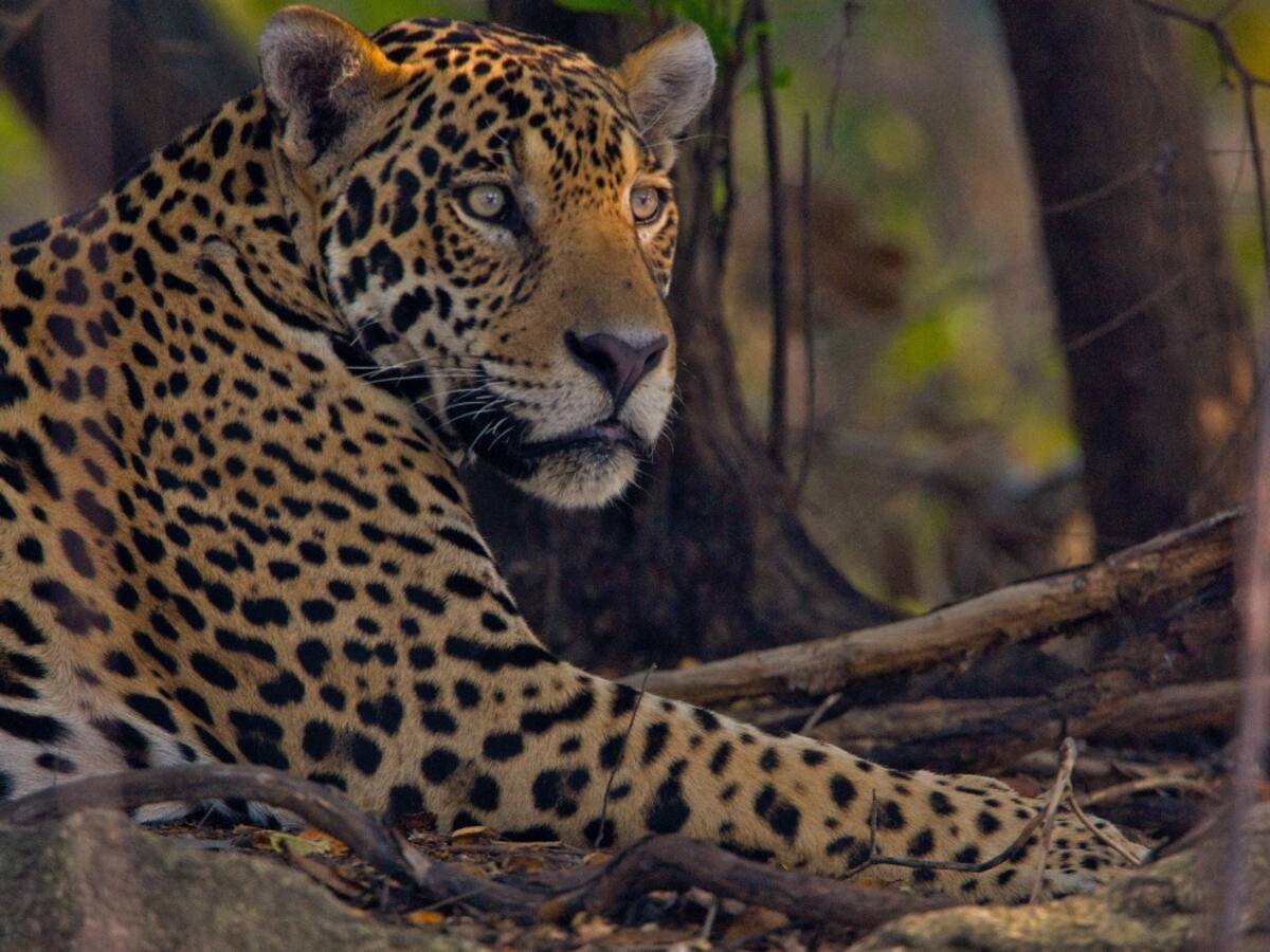 MinAmbiente anunció línea de atención para combatir los asesinatos de jaguares en el país