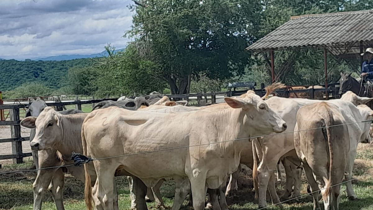 ICA adoptó medidas para la movilización de animales en zona de riesgo del Nevado del Ruiz