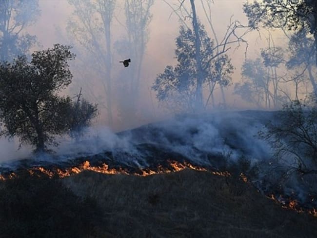 Temporada seca en Colombia deja más de 700 incendios