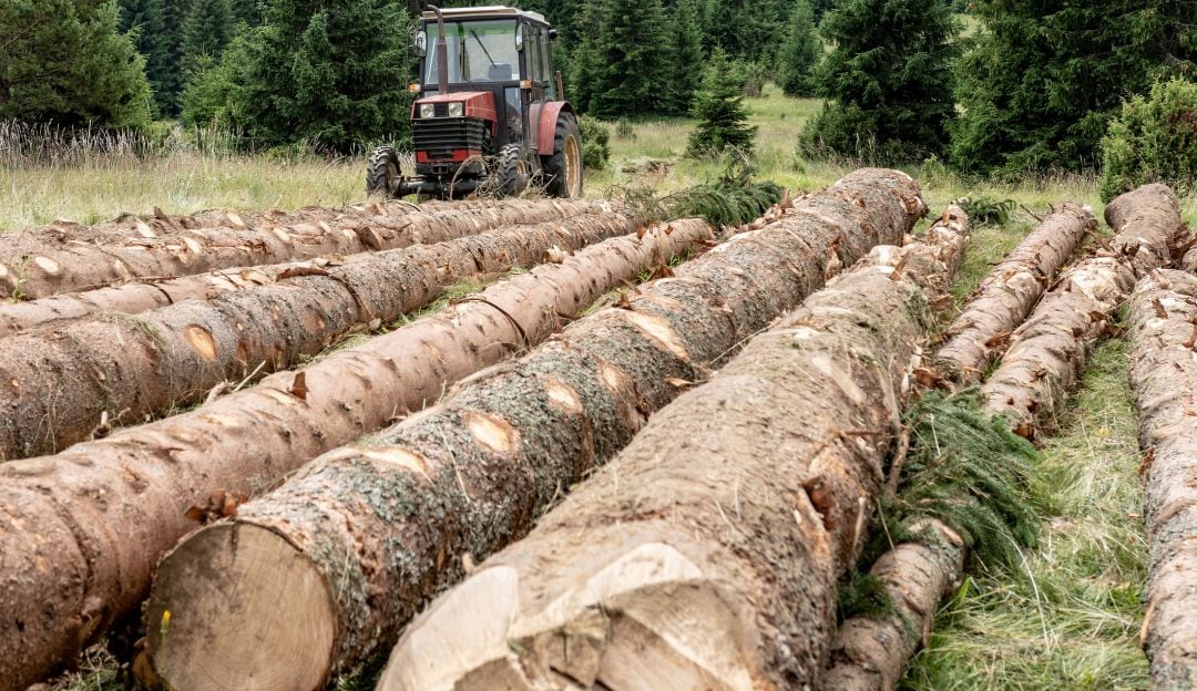 Árboles destinados a la industria maderera. Imagen de referencia