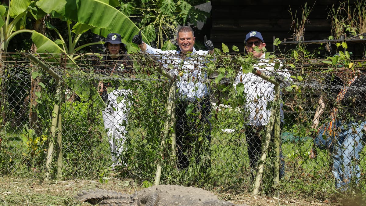 La historia de La Ñata una caimán que vivió 50 años en cautiverio