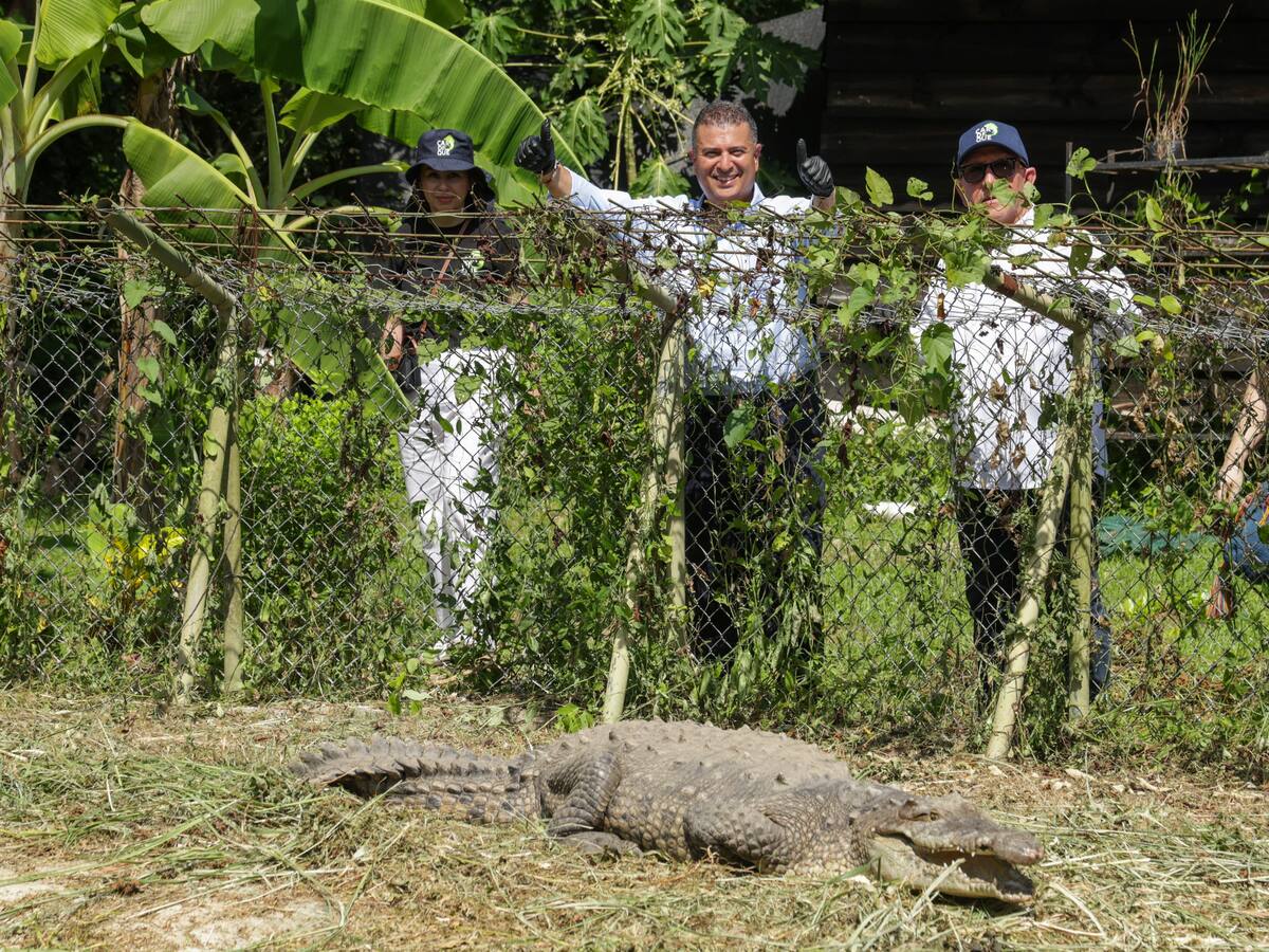 La historia de La Ñata una caimán que vivió 50 años en cautiverio
