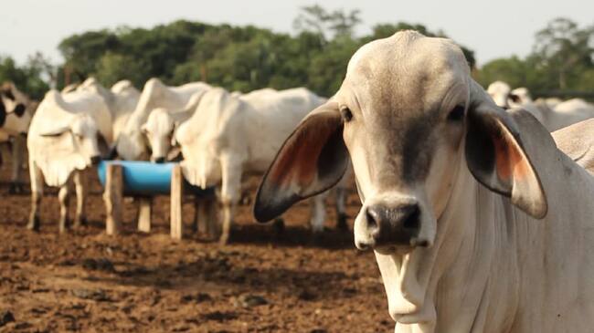 Se socializaron proyectos adelantados con el gremio y las gestiones realizadas para lograr millonarias inversiones para el gremio.