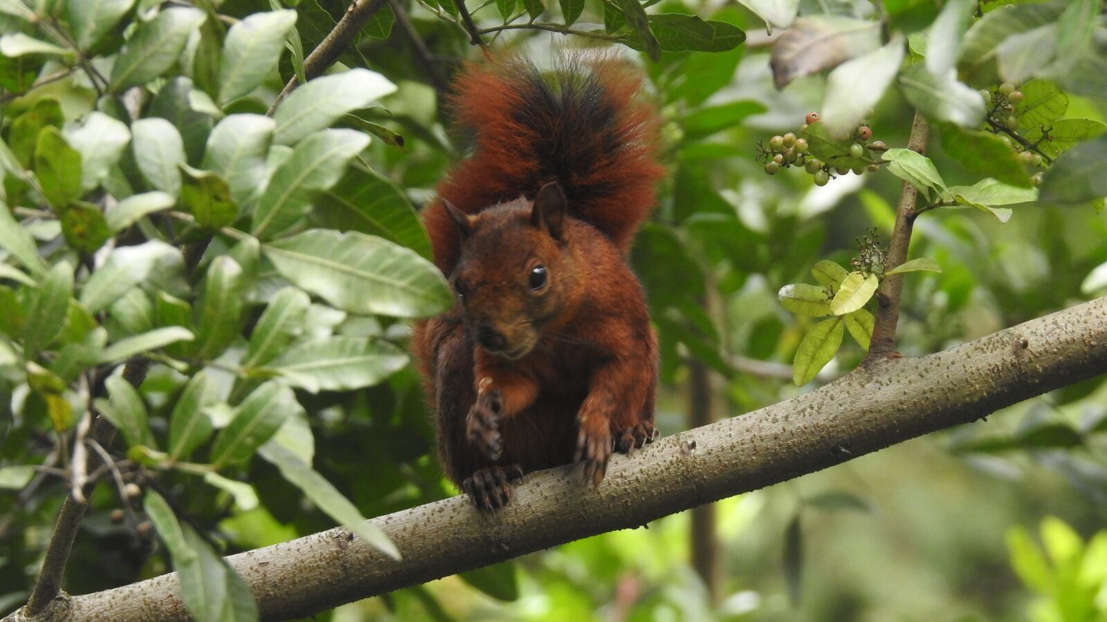 Animales silvestres- foto tecnológico de Antioquia