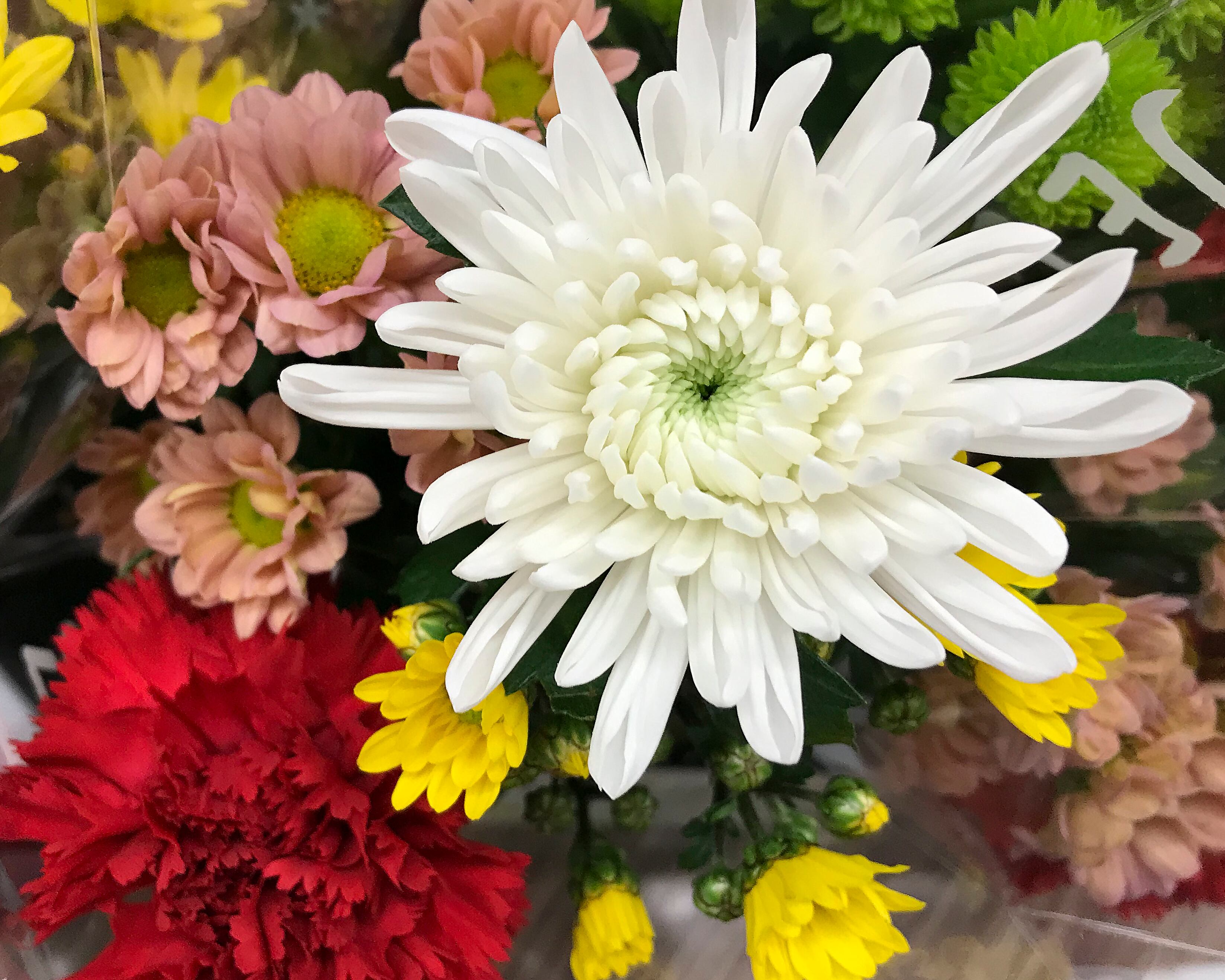 Claveles, flores // Getty Images (foto de referencia)