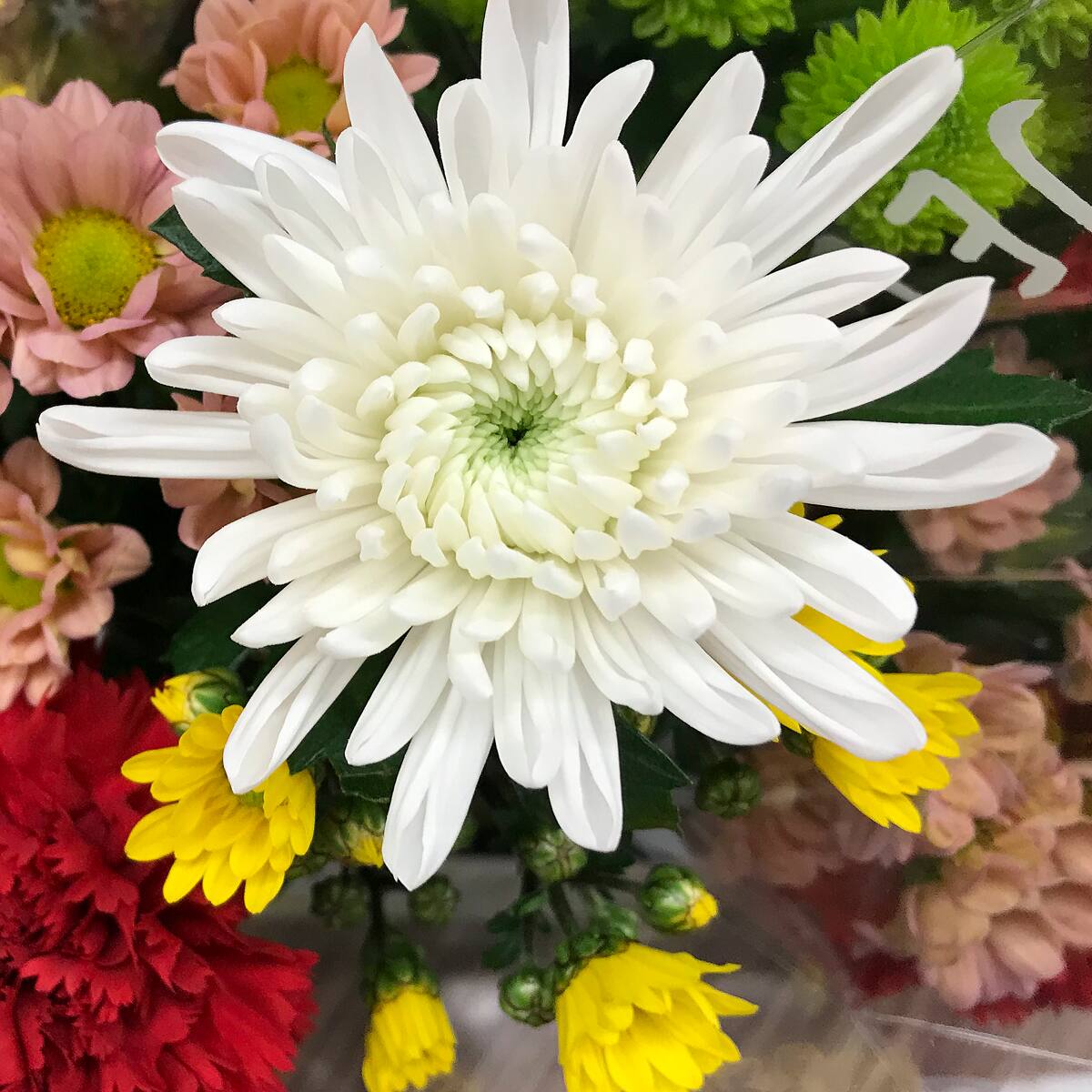 No regale estas flores si quiere demostrar cariño; son símbolo de despedida