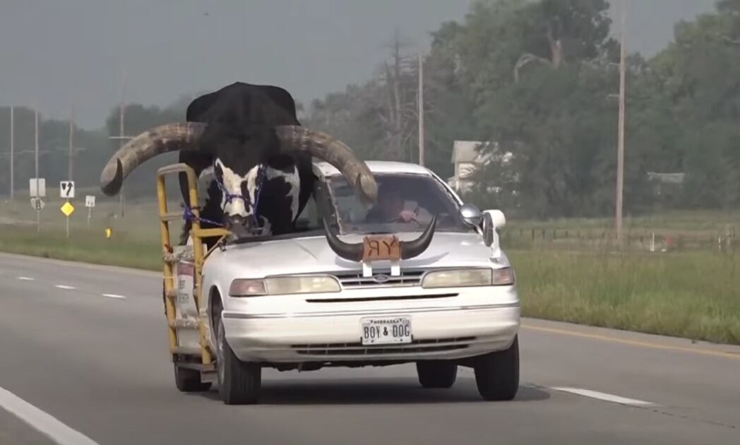 Howdy Doody, toro de raza watusi, en Nebraska. Foto. captura de pantalla video