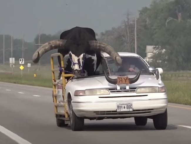 Howdy Doody, toro de raza watusi, en Nebraska. Foto. captura de pantalla video