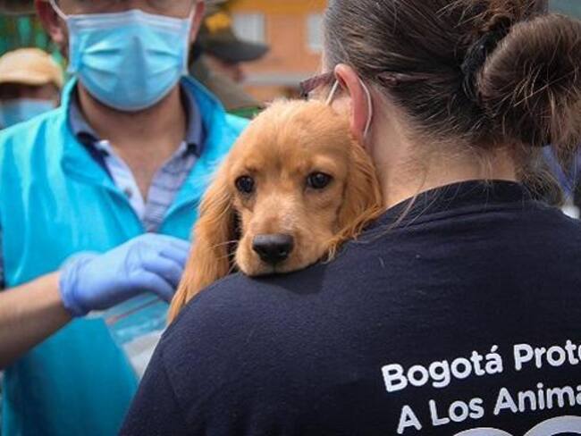 Denuncian crisis y acoso laboral dentro del Instituto de Bienestar Animal de Bogotá