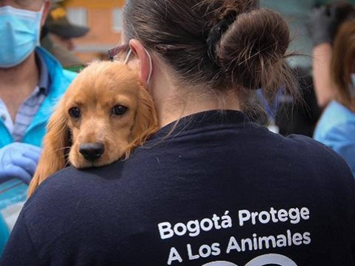 Denuncian crisis y acoso laboral dentro del Instituto de Bienestar Animal de Bogotá