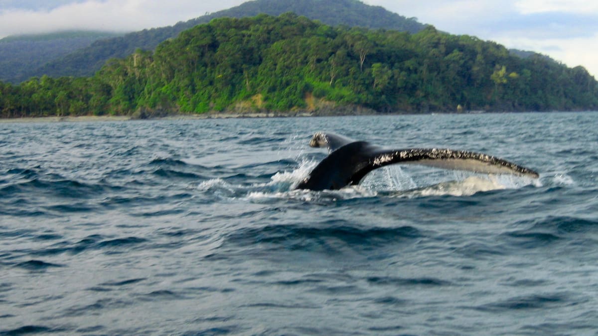 Tumaco tendrá primer Centro de Reindustrialización ZASCA de Turismo del país