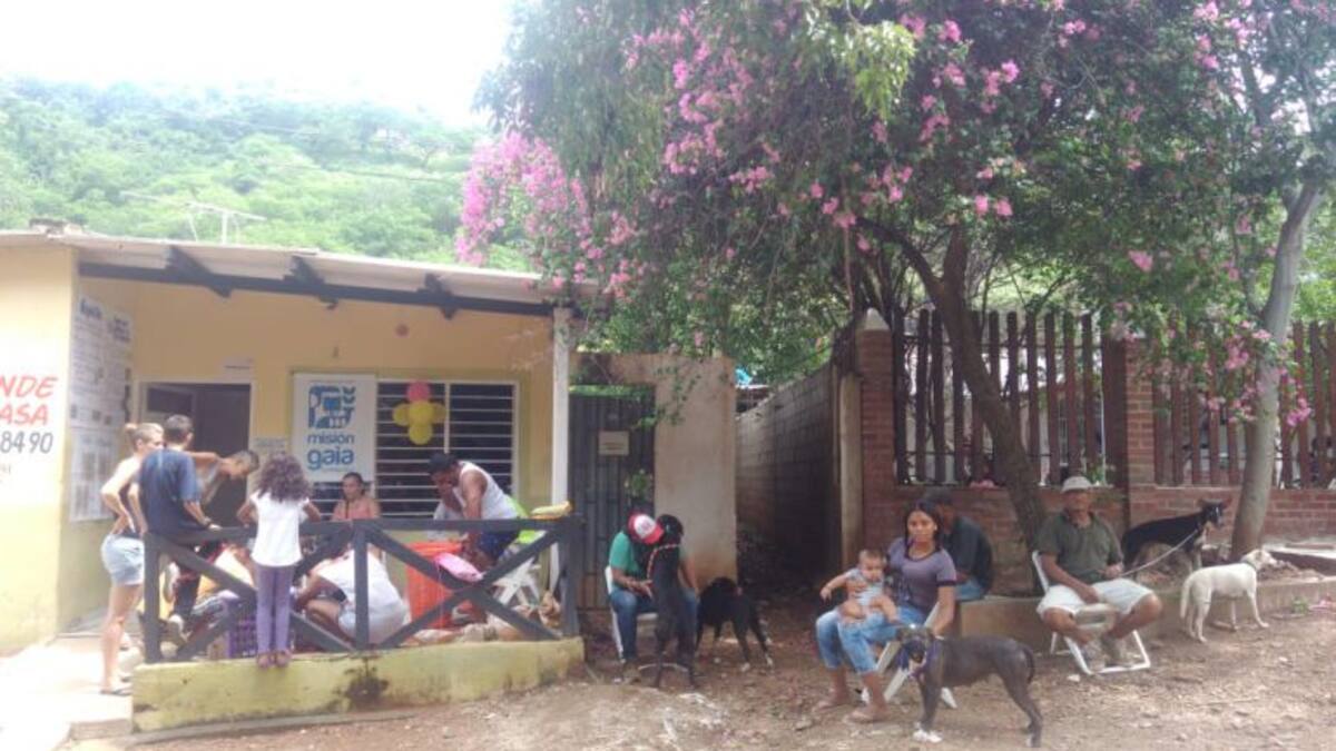 En Taganga los animales no tienen dueño