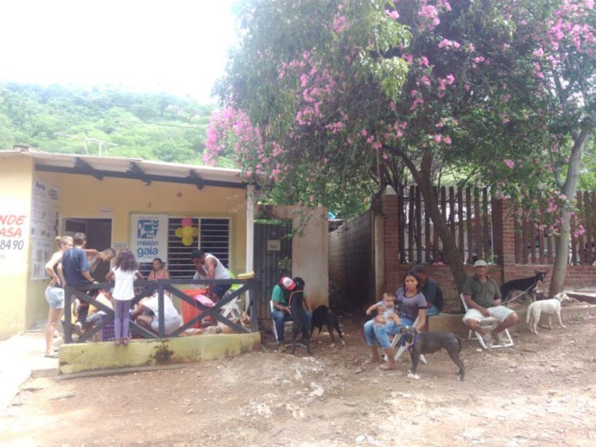 En Taganga los animales no tienen dueño