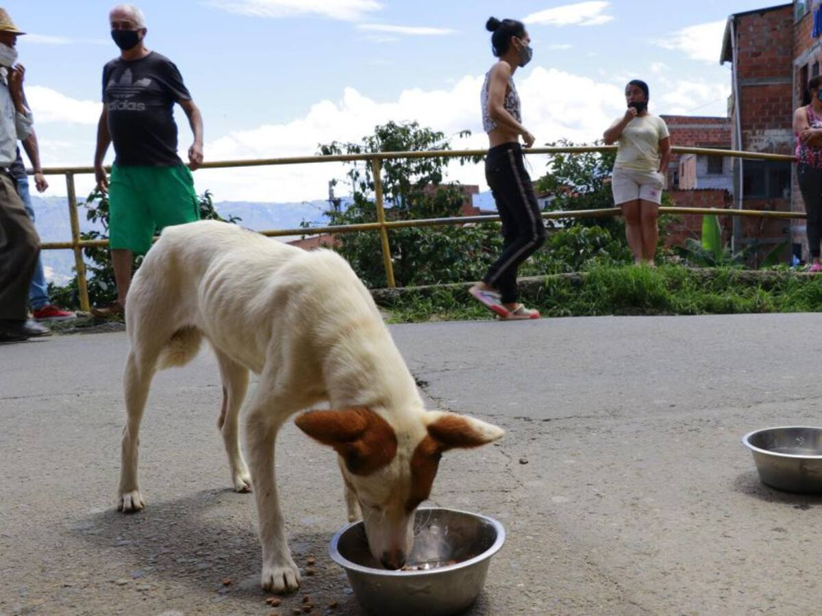 Durante la pandemia, perros y gatos vulnerables reciben apoyo alimentario