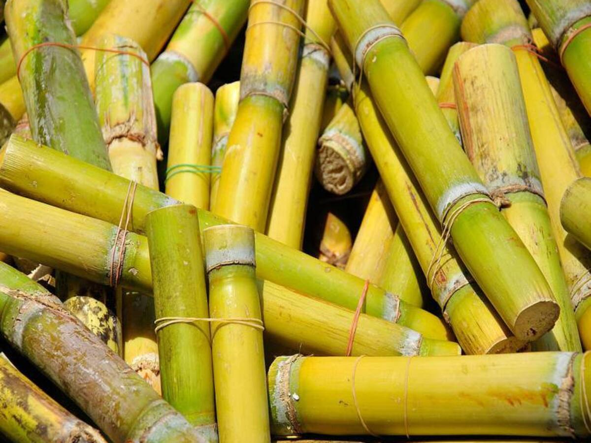 Asocaña pide al Gobierno apoyar cogeneracion de energías alternativas