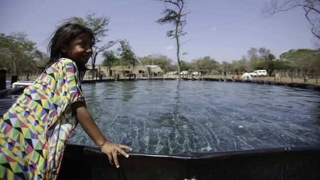 Comunidades indígenas de la Guajira beneficiadas con Agua y Seguridad alimentaria por el Ministerio de Agricultura y Desarrollo Rural.. Foto: Colprensa