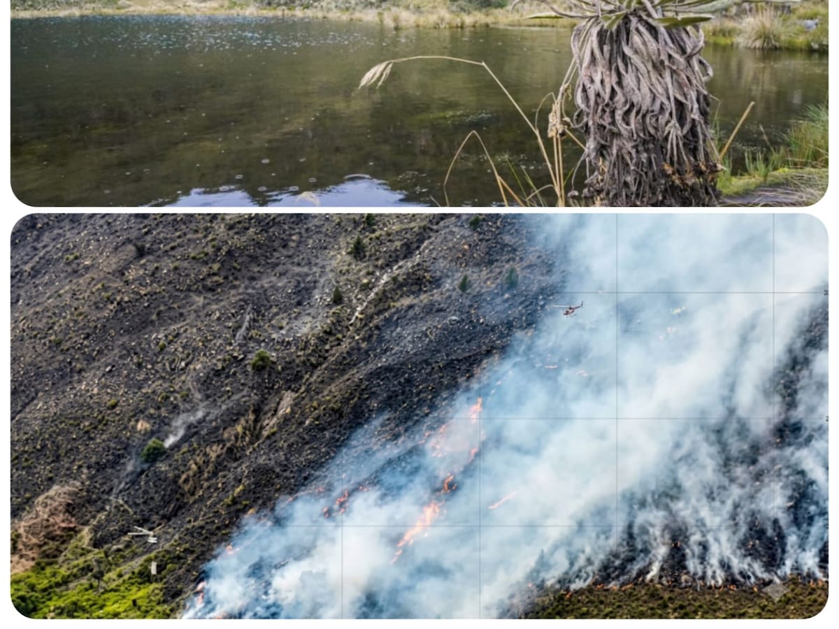 Boyacá y MinAmbiente preparan plan de choque para reforestar Santuario de Flora y Fauna de Iguaque