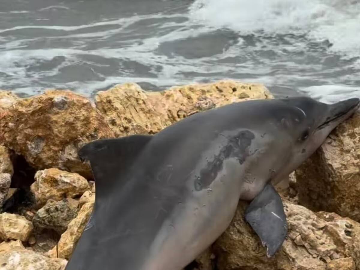 Peligro en las playas de Marbella: oleaje extremo arrastra a un delfín a los espolones