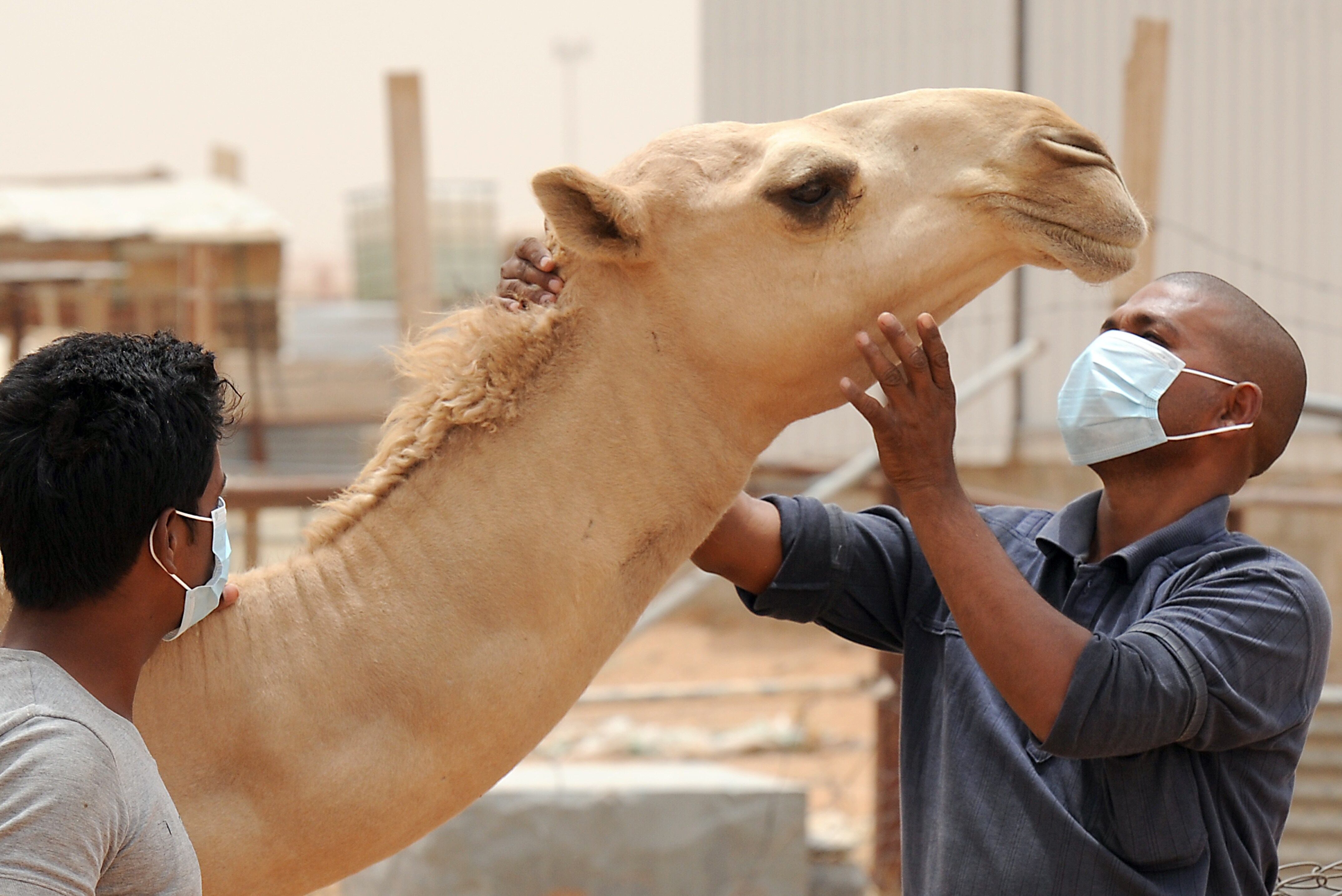 Uso de tapabocas en una granja de Camellos en Arabia Saudita. 

(Foto: FAYEZ NURELDINE/AFP via Getty Images)
