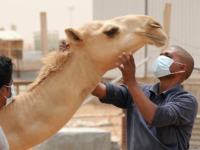 Uso de tapabocas en una granja de Camellos en Arabia Saudita.
(Foto: FAYEZ NURELDINE/AFP via Getty Images)