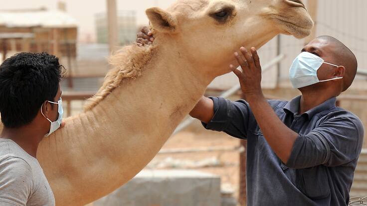 Alerta sanitaria por el contagio de la ‘gripe del camello’ luego del Mundial de Qatar
