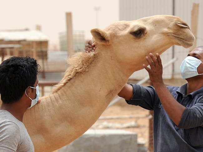 Uso de tapabocas en una granja de Camellos en Arabia Saudita. 

(Foto: FAYEZ NURELDINE/AFP via Getty Images)