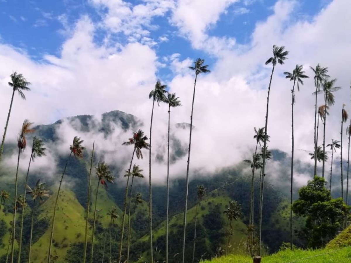 El santuario de la palma de cera un paraíso de Ibagué