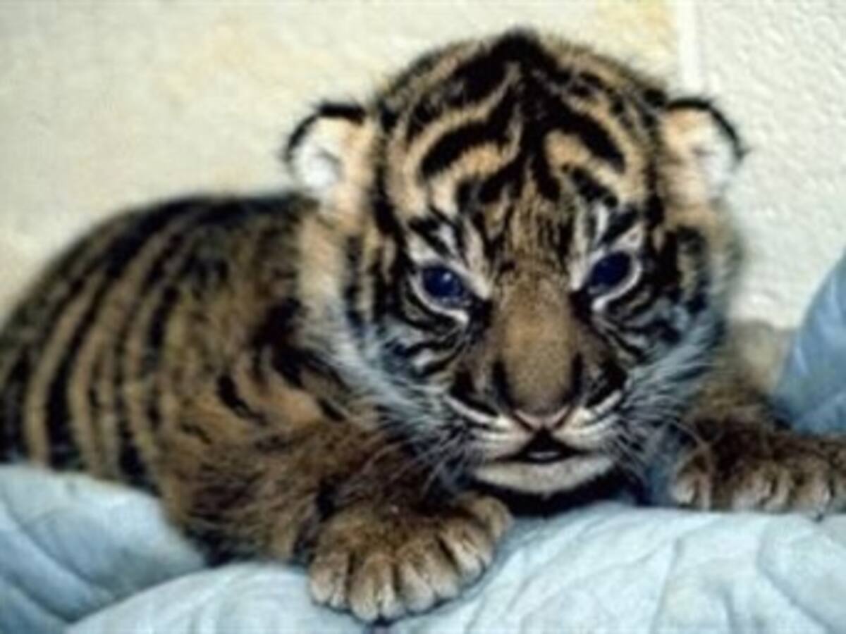 Hallan un tigre de dos meses escondido en una maleta en aeropuerto de Bangkok