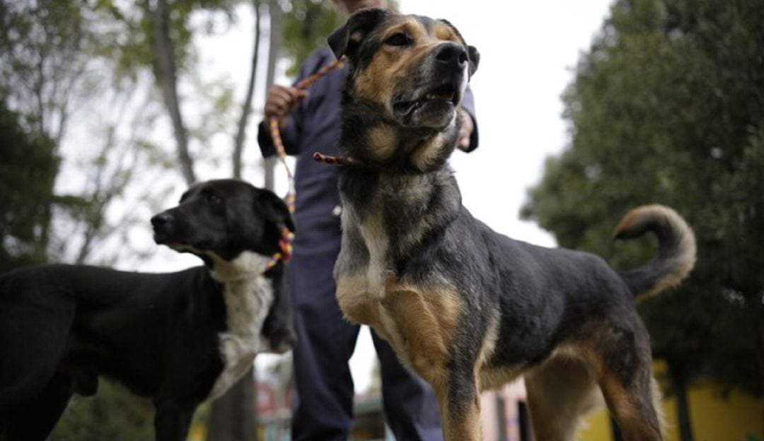 "Alcaldía me pide que deje los perros y nosotros nos vayamos": Vivian Nieto