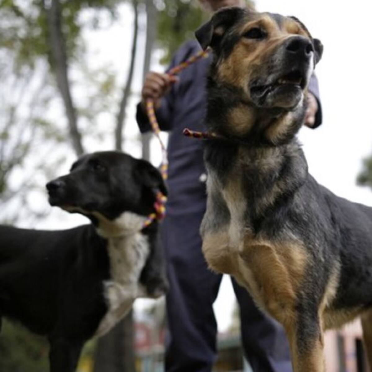 "Alcaldía me pide que deje los perros y nosotros nos vayamos": Vivian Nieto