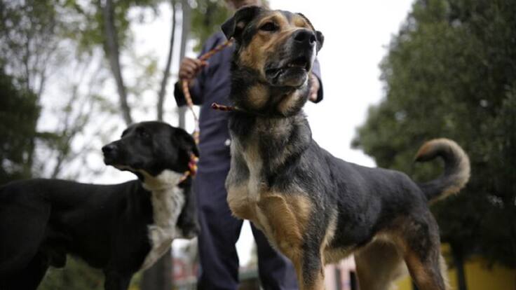 "Alcaldía me pide que deje los perros y nosotros nos vayamos": Vivian Nieto