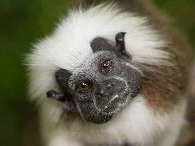 Fundación Proyecto Tití fortalece su alianza con Sofitel Legend Santa Clara