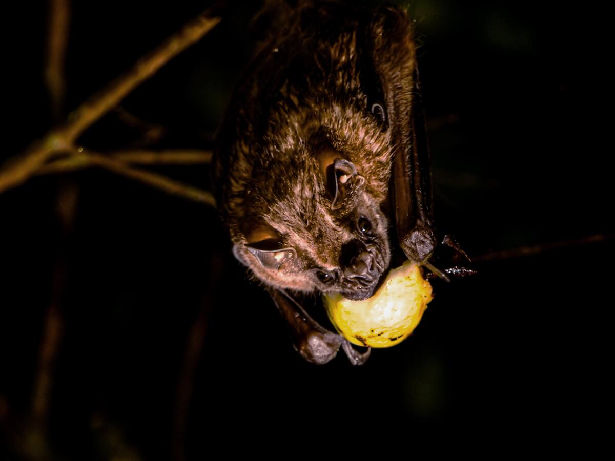 Área Metropolitana hizo un llamado a cuidar los murciélagos por 235 interacciones este año