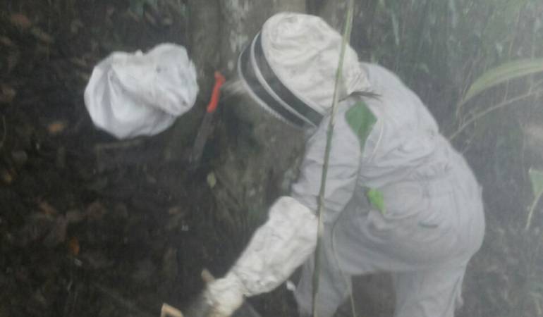 Ataque de abejas en un barrio de Riosucio